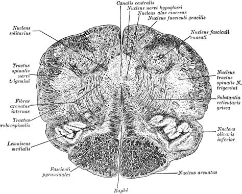 Section of the Medulla Oblongata | ClipArt ETC