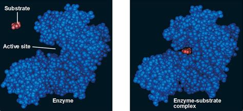 enzyme.html 08_16EnzymeInducedFit_L.jpg