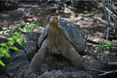 Pinta Island Tortoise, Chelonoidis abingdoni, 2012 - CSMonitor.com