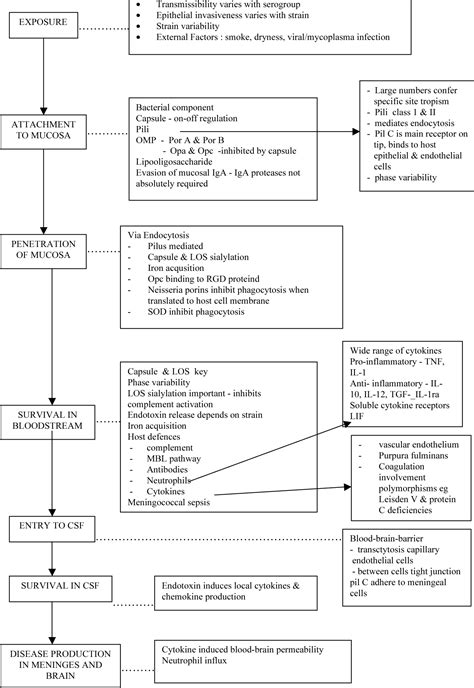 [PDF] Pathogenesis of Neisseria meningitidis : a review of current understanding | Semantic Scholar