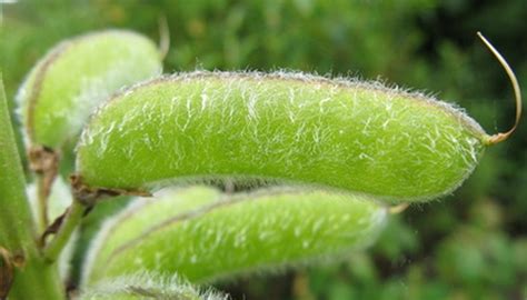 How to Harvest Lupine Seeds | Garden Guides