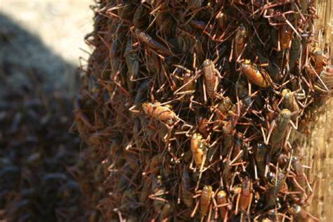 Locust meal, locusts, grasshoppers and crickets | Feedipedia