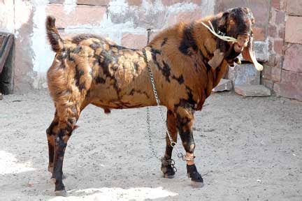 Agro Farming Business In India: Goat breeds suitable for farming in Bihar,Uttar Pradesh and West ...