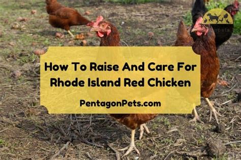 How To Raise And Care For Rhode Island Red Chicken - Pentagon Pets