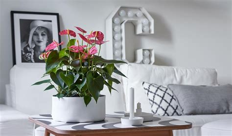 Anthurium care: 7 tips for anthurium cut flowers and pot plants