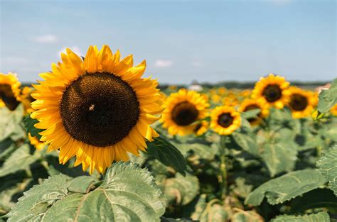 The Best Sunflower Fields Near NYC