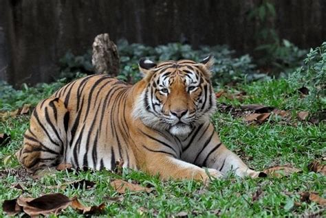 Malaysia’s Zoo Negara Needs More Visitors Or It’ll Run Out Of Money To Care For Animals