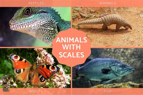 Animals With Scales - Full List of Scaled Animals With Fun Facts and Photos