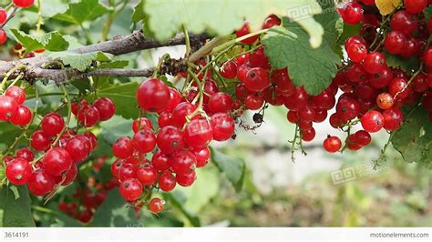 Ripe Red Currant Berries On A Bush Stock video footage | 3614191