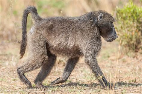 All 9 Baboon & Mandrill Species (World's Largest Monkeys)