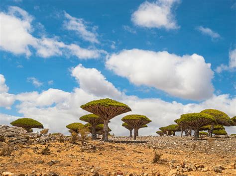 Socotra Dragon Tree Stock Photos, Pictures & Royalty-Free Images - iStock