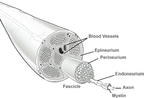 Peripheral Nerve Diagram