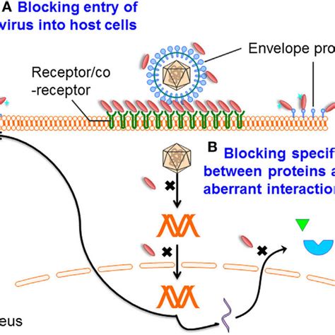 | Mechanisms of single-domain antibody (sdAb)-based therapeutics... | Download Scientific Diagram