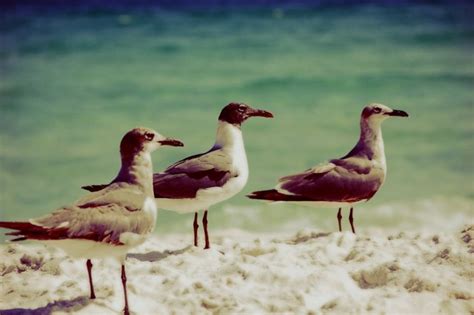 121 best images about Beautiful Beach Bird Photography on Pinterest | Herons, Gull and Sunny song