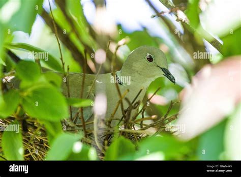 Collared dove nest hi-res stock photography and images - Alamy