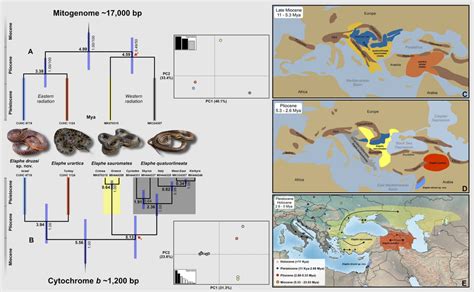 The dated phylogeny and Principal Component Analysis (PCA) based on... | Download Scientific Diagram