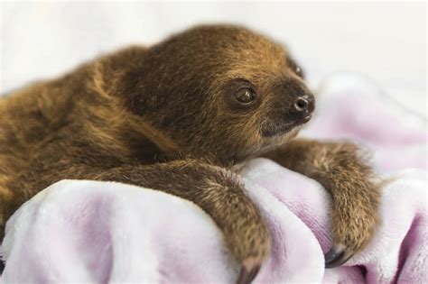 Bebê preguiça é 'moradora especial' em zoológico de pássaros de Pittsburgh - 10/01/2018 - Bichos ...