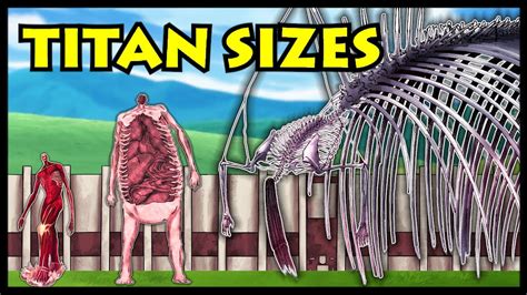 Attack On Titan Size Comparison Tallest Titan Zerolaw – Otosection