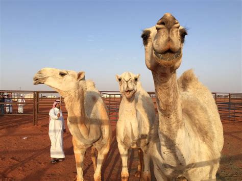 Saudi Arabia’s King Abdulaziz Camel Festival – in pictures