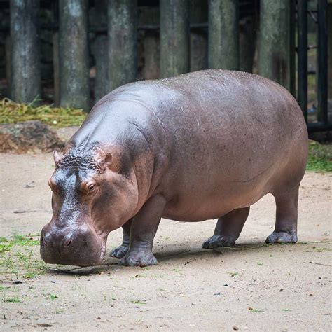 Why is a Hippopotamus called a River Horse? | Pitara Kids' Network