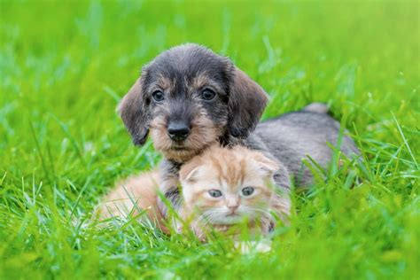 Toy or Teacup Dachshund: Do These Tiny Doxies Really Exist?