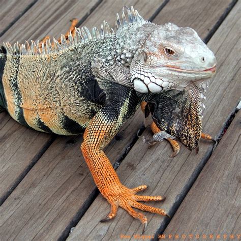 Atlantic City Boardwalk | The Lesser Antillean Iguana (Iguan… | Flickr