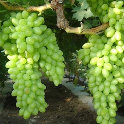 Green Grape Seeds | Green grapes, Grapes, Fruit plants