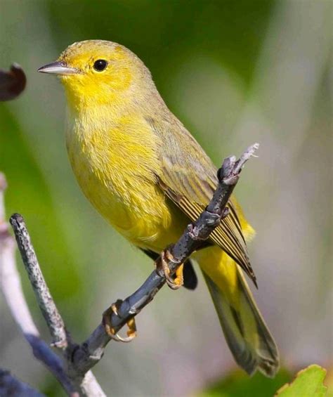 Female Yellow Warbler (Setophaga petechia) | Backyard birds, Beautiful birds, Pretty birds