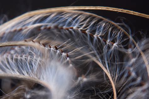 Willowherb seed on Behance