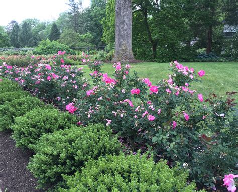 Colonial Park Celebrates 41st annual Rose Day Festival - Hillsborough NJ News - TAPinto