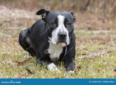 Cute Black And White American Bulldog Mix - l2sanpiero