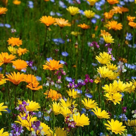 Regional Wildflower Seed Mixes | Tailored for Your Area