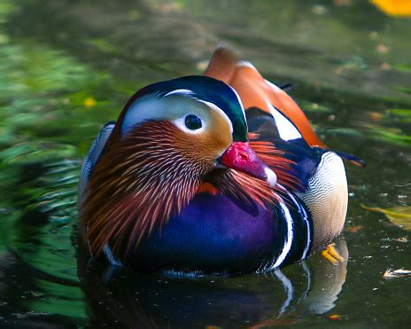 Male Mandarin Duck Stock Photo - Download Image Now - iStock