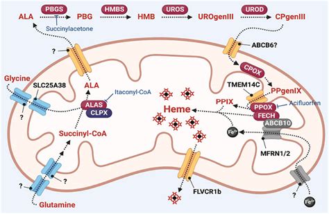 Frontiers | Regulation of Heme Synthesis by Mitochondrial Homeostasis ...