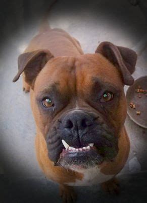 Gingival Hyperplasia and Boxers Teeth | the Daily Boxer