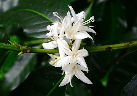 Growing Coffee Plant Indoors: Coffea arabica is a Beautiful Houseplant