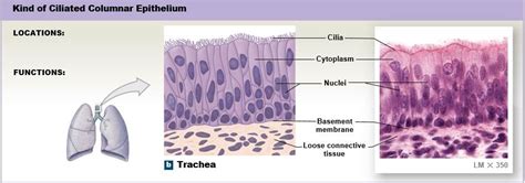 Columnar Epithelium Diagram | Quizlet