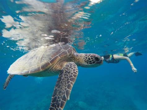 Honolulu Sail and Snorkel with Turtles - Honolulu | Project Expedition