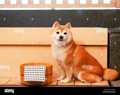 Japanese Shiba Inu dog Stock Photo - Alamy