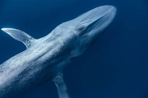 9 Tips on How to Photograph Marine Wildlife