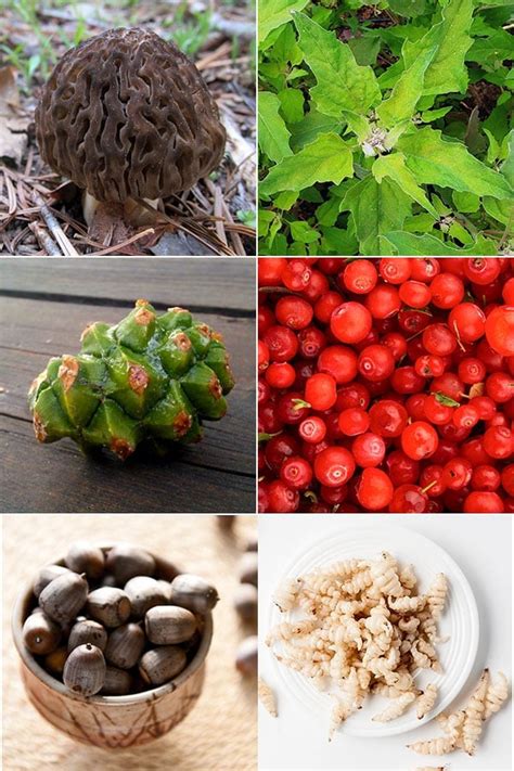 Edible Wild Plants and Mushrooms - Recipes and Guides | Hank Shaw