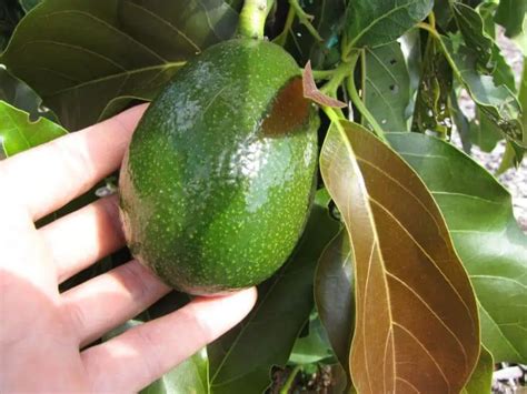 7 Best Types of Avocado Trees to Grow in Florida