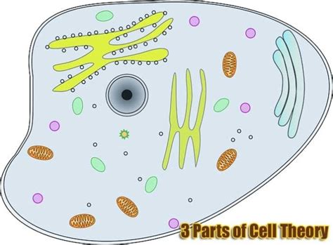 3 Parts of Cell Theory | Modern Cell Theory | History of Cell Theory