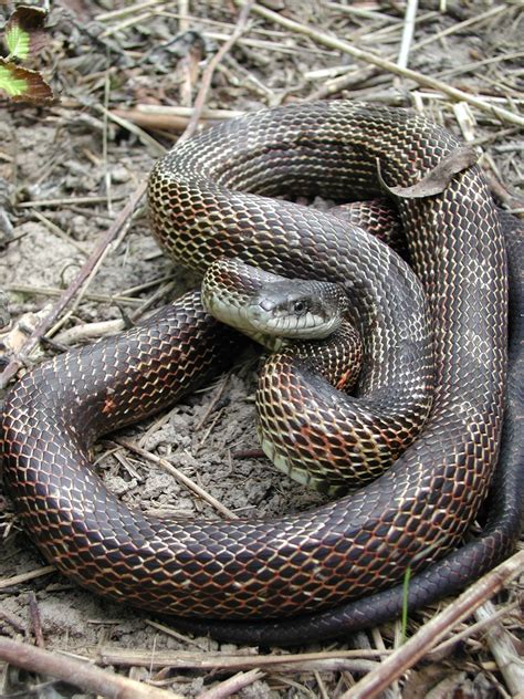 Gray [Black] Ratsnake (Pantherophis spiloides) - Ohio Herp Atlas – OHPARC