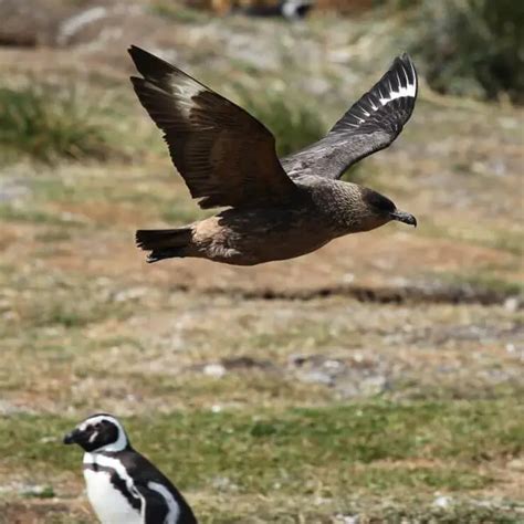 Brown skua - Facts, Diet, Habitat & Pictures on Animalia.bio