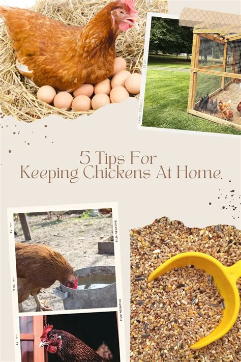 5 Tips For Keeping Chickens At Home - Experimental Homesteader