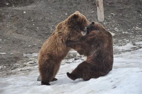 Wonderful Wildlife Encounters in Anchorage - Our Life, Our Travel