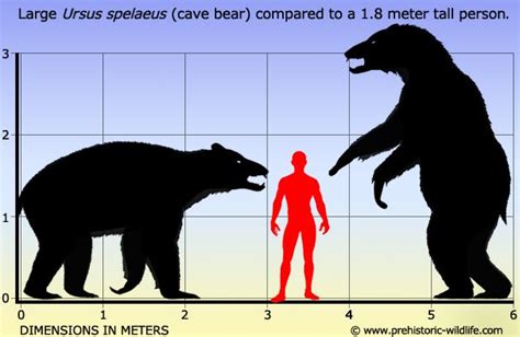 Ursus spelaeus (Cave Bear), Pleistocene. Ursus spelaeus did not compete ...