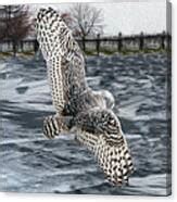 Snowy Owl wingspan Photograph by Tracy Winter - Pixels