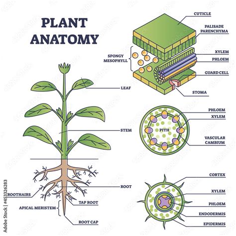 Plant anatomy with structure and internal side view parts outline ...